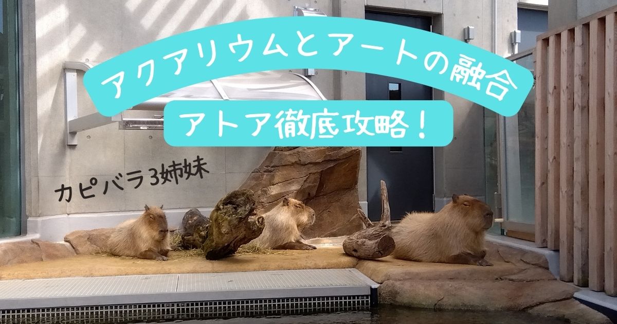 神戸の新水族館『アトア（átoa）』徹底攻略 | ひつばんだいありぃ